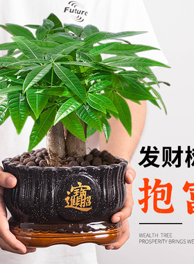 陶瓷花盆发财树绿植中式招财大口径摆件盆复古室内阳台家用造景盆