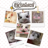 Pure Breed Totoro Live House Cubs Baby Silver Paper