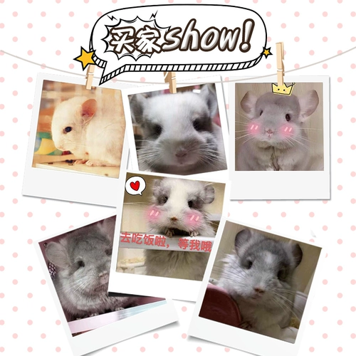 Pure Breed Totoro Live House Cubs Baby Silver Paper