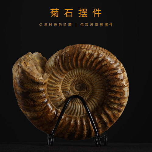 菊石化石海螺贝壳化石中古摆件玄关装饰古生物教学标本升学礼品_虎窝淘