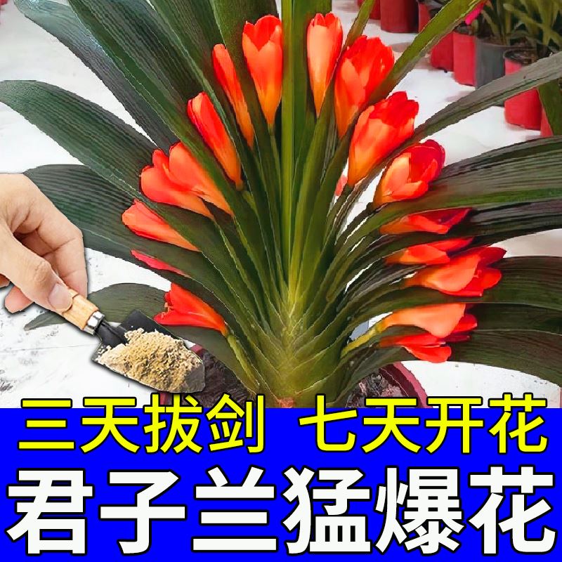 脱脂骨粉花肥专用养花骨粉花肥料包邮家用有机肥磷肥促花果月季 - 图2