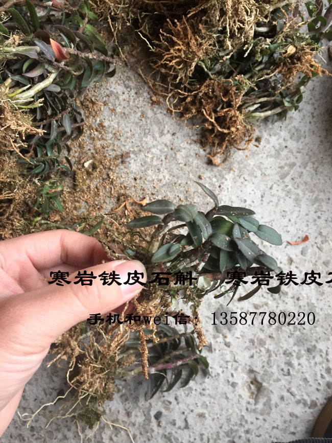 寒岩软脚红杆铁皮石斛驯化苗浙江乐清雁荡山品种一年苗