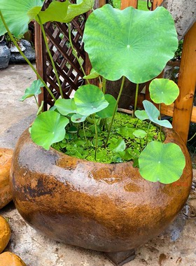 禅意天然石缸养鱼养荷花盆庭院