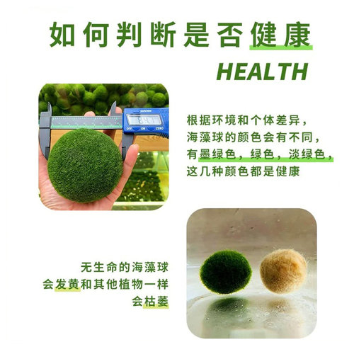 marimo幸福莫海藻球宠物微景观生态瓶办公室水培植物绿球藻营养液 - 图2