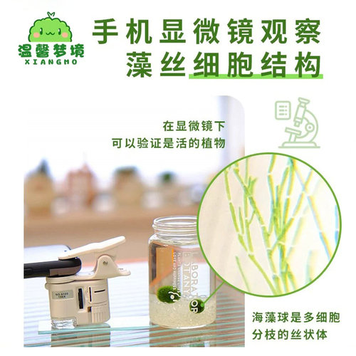 marimo幸福莫海藻球宠物微景观生态瓶办公室水培植物绿球藻营养液 - 图3