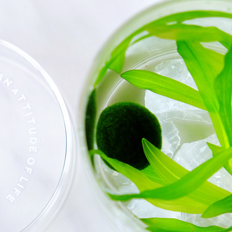 marimo幸福海藻球生态瓶绿球藻微景观水培植物水气森林送营养液,淘宝优惠券,粉丝福利购,淘宝优惠卷