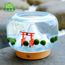 Водоросли мяч 日式暖山居marimo海藻球diy微景观桌面植物盆栽创意礼品夜灯摆件