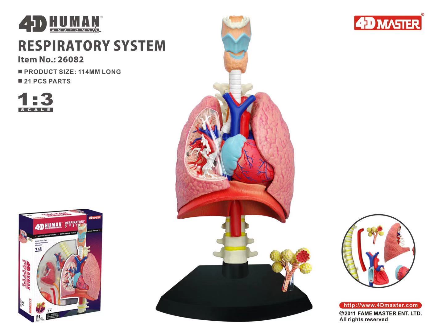 香港4dmaster人体肺呼吸系统解剖拼装模型咽喉气管医用教学肺模型 - 图2