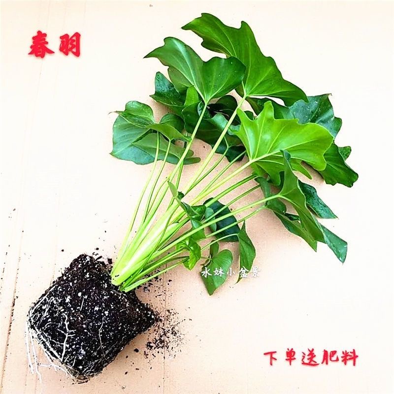 水培春羽植物盆栽室内绿植好养花卉客厅净化空气绿萝四季常绿花盆-图3