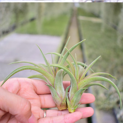 空可乐X电烫卷-空气凤梨 Concolor x Streptophylla懒人植物 - 图3