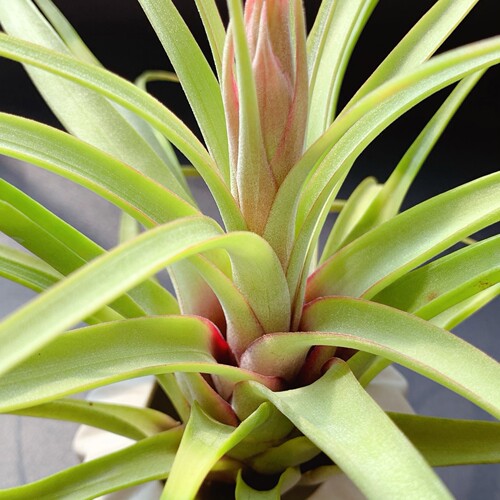 空可乐X电烫卷-空气凤梨 Concolor x Streptophylla懒人植物 - 图2