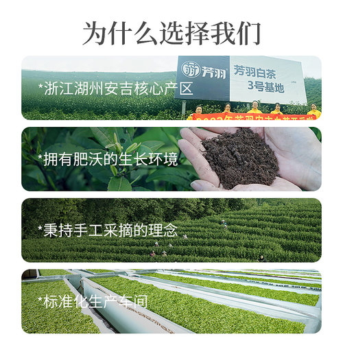 2026新茶安吉白茶芳羽特级散装500g正品珍稀高山明前绿茶叶春茶 - 图3
