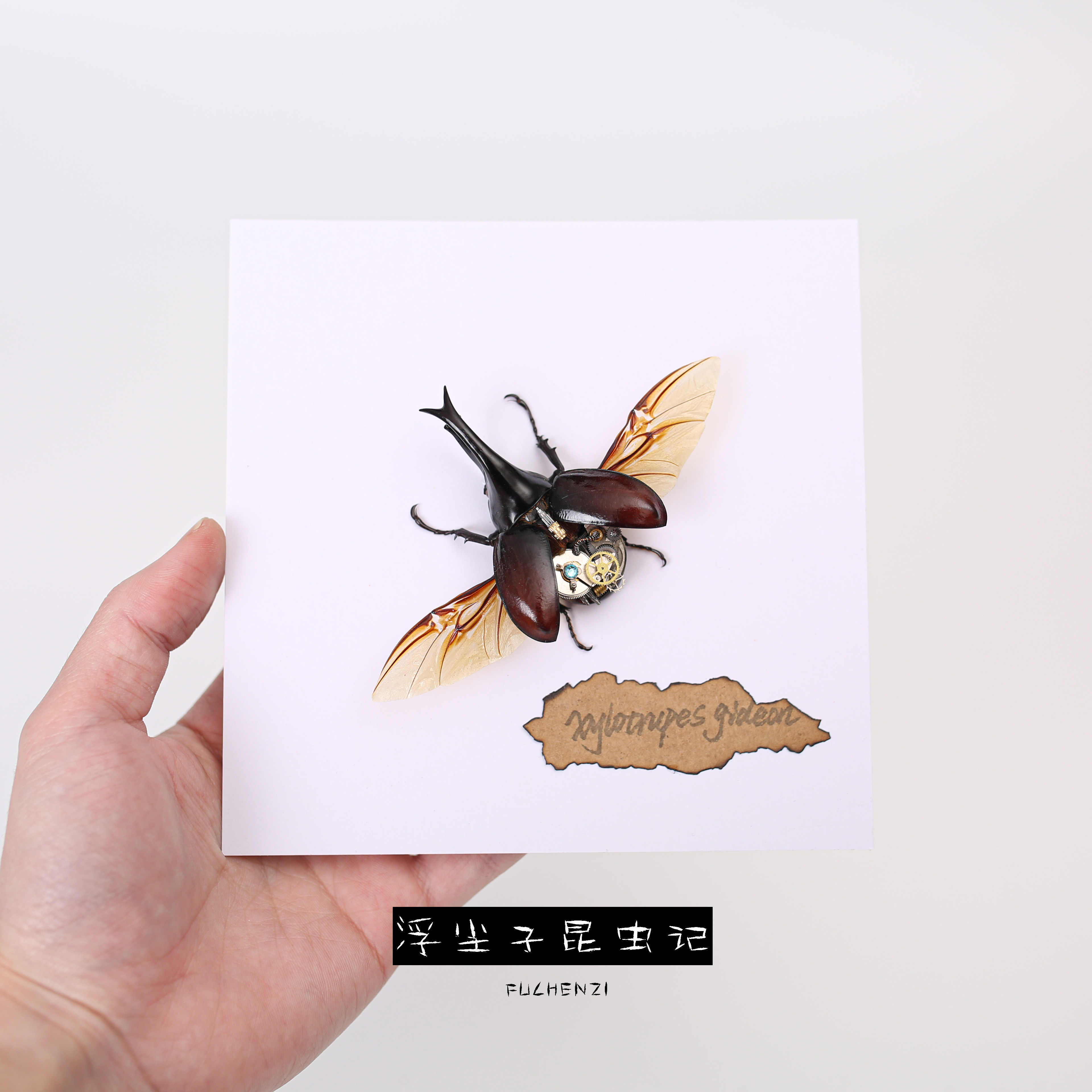 湿虫标本 新人首单立减十元 21年9月 淘宝海外