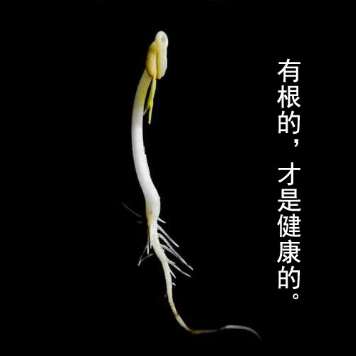 生豆芽机家用发绿豆芽罐花生芽非瓷陶豆芽菜种植桶育苗盆桶 生豆芽机家用发绿豆芽罐花生芽非瓷陶豆芽菜种植桶育苗盆桶