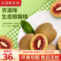 Authentic Sichuan Pujiang Red Heart Macaque Exotic Fruit Fresh When Season Pregnant Woman Fruit Whole Box of Tue Grade Big Fruit