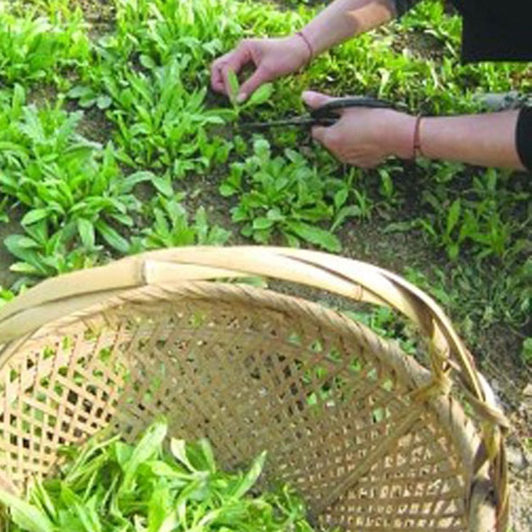 苏北新鲜马兰头时令蔬菜马兰菜野生马兰野菜现摘现发鸡儿肠应季菜 - 图0