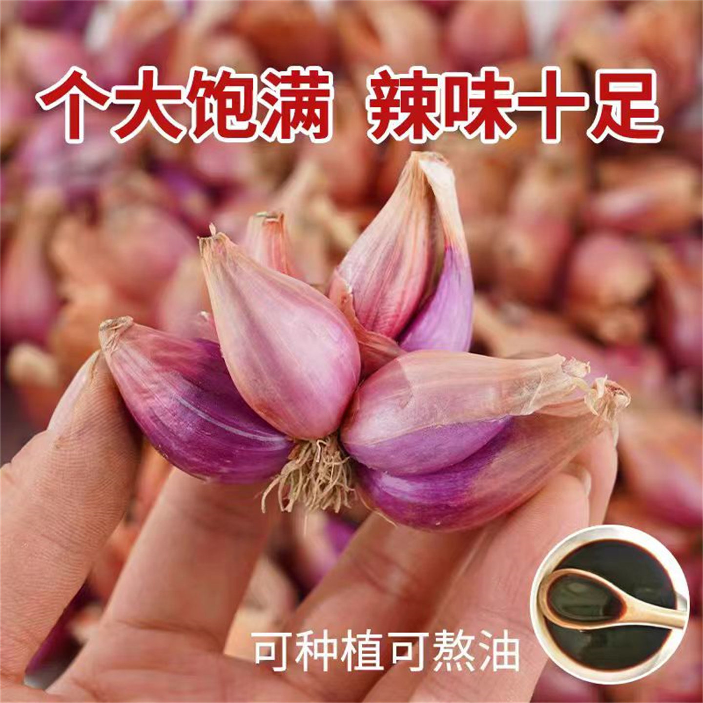 葱类新鲜红葱头蔬菜葱头葱头种小葱葱头种四季小香葱火葱头四川葱,淘宝优惠券,粉丝福利购,淘宝优惠卷