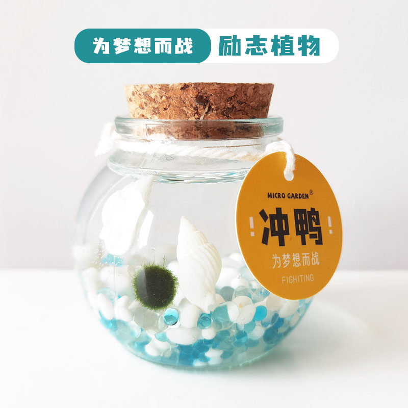 掌心花园海藻球生态瓶桌面小宠物marimo水草植物不一样的生日礼物,淘宝优惠券,粉丝福利购,淘宝优惠卷