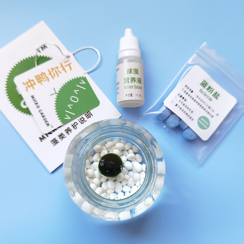 Marimo海藻球生态瓶马里莫创意迷你植物送朋友礼物礼盒水草绿藻球,淘宝优惠券,粉丝福利购,淘宝优惠卷