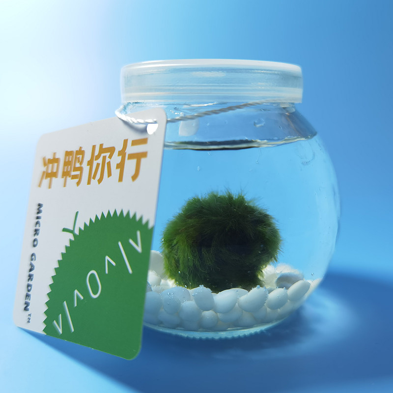 Marimo海藻球生态瓶马里莫创意迷你植物送朋友礼物礼盒水草绿藻球,淘宝优惠券,粉丝福利购,淘宝优惠卷