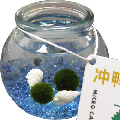 海藻球迷你小植物水培室内懒人桌面摆件marimo生态瓶微景观 趣味 - 图3