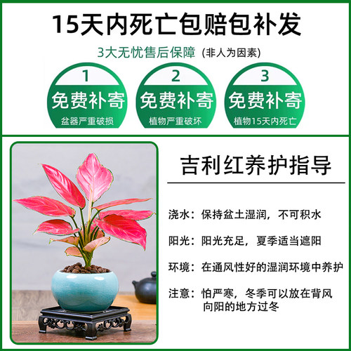 如意皇后吉利万年红水培绿植物室内水养绿萝萝花卉盆栽好养活四季 - 图3