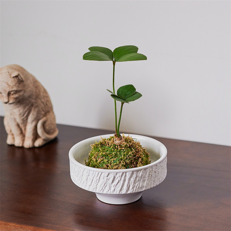 墨西哥铁苔藓球桌面书房新中式禅意常青绿植室内植物铁树幸运草,淘宝优惠券,粉丝福利购,淘宝优惠卷