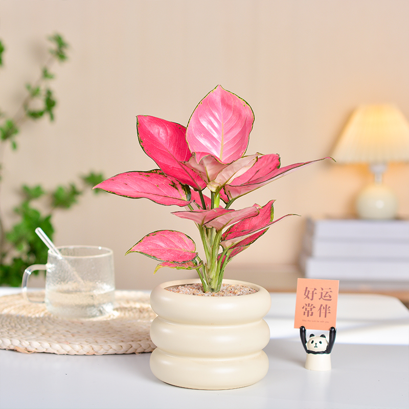 吉利红如意盆栽水养植物室内桌面好养办公室水培花卉绿植净化空气