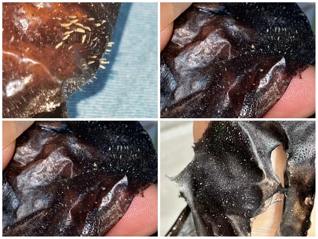 瑧悦净肌清洁面膜撕拉式一抹一撕细腻吸附脏污清洁皮肤100ml/支 - 图1