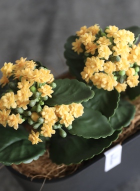 仿真长寿花盆栽绿植物假花卉客厅办公室桌面书架家居装饰品摆放件