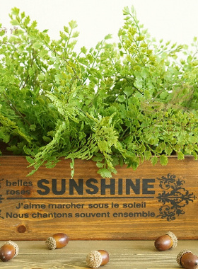 仿真植物假花绿色蕨类家居客厅