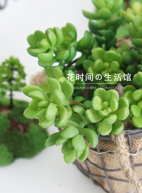 DIY墙假花头盆栽客厅多肉植物