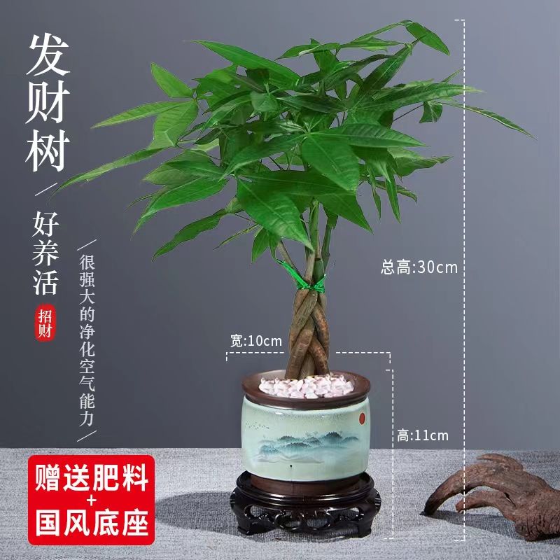 发财树小盆栽花卉绿植物办公室内吸甲醛绿萝文竹水培发财树好养 - 图1