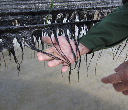 福建头水紫菜500克 无沙免洗天然紫菜干货散装海产品霞浦特产海产 - 图0