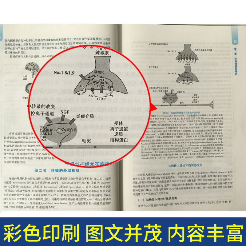 疼痛诊疗学第4版 +疼痛诊疗学学习指导与习题集 大中专教材教辅 本科麻醉配套教材 郭政 国年 曹君利 郭政 主编人民卫生出版社 - 图2