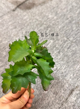 多肉植物芦荟仿真仙人柱金钱串宝石莲剑麻橱窗造景植物软装花艺