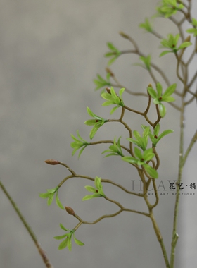 嫩芽枯枝树枝小树叶山归来叶仿真绿植叶材插花素材装饰花瓶