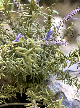 花艺精品仿真花薰衣草把束薰衣草