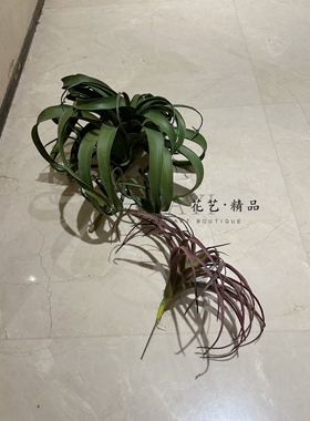 大空气草仿真多肉植物微景观造景背景布置家居装饰品卷卷花