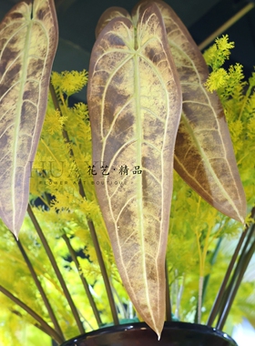 彩色单片大花烛叶热带造景插花大叶子仿真芋叶彩芋黑天鹅