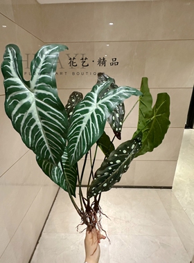 仿真绿植室内装饰大型叶片植物虹鳟海棠叶芋叶假花摆件