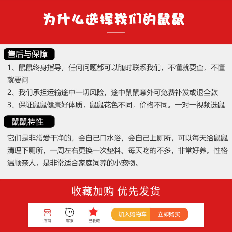 金丝熊活物长毛仓鼠活体纯银巨型疫苗宠物宝宝幼崽波利卷毛金丝鼠 - 图2