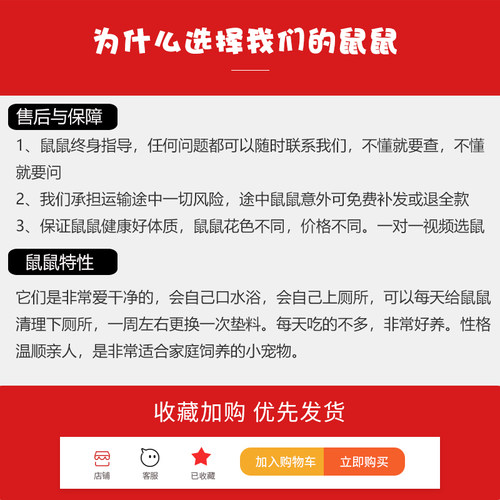 金丝熊活物长毛仓鼠活体纯银巨型疫苗宠物宝宝幼崽波利卷毛金丝鼠 - 图2