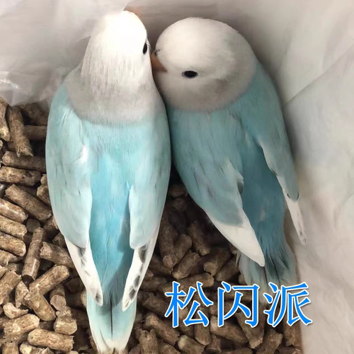 纯手养断奶粘人牡丹鹦鹉雏鸟宠物鸟亲人活体紫伊莎松石薰衣草成年 - 图1