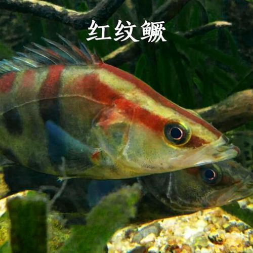 红纹鳜鱼苗翘嘴红纹桂鱼已发色淡水原生观赏鱼桂鱼肉食性凶猛鱼类 - 图2