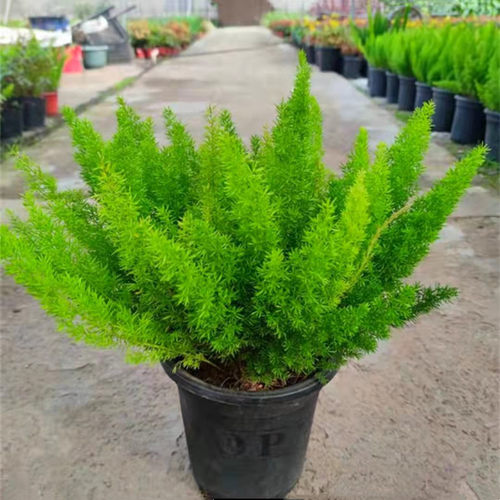 狐尾天门冬多年生耐寒耐热四季常绿室外花园庭院造景盆栽绿植包邮 - 图0