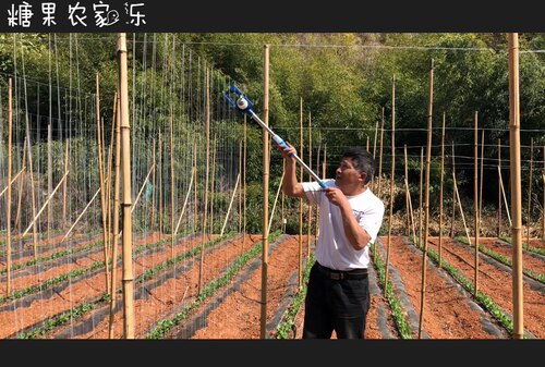 自动绑绳线挂绳器四季豆挂线神器荚豆豌豆角荷兰豆黄瓜豇豆爬藤器 - 图0