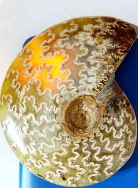 天然海生物玉化螺收藏科普佳品