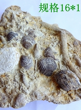 天然海洋生物化石扇贝群原石标本