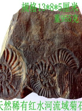 天然红河流域菊石化石观赏收藏